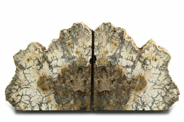 Tall Colorful Petrified Wood Bookends - Madagascar #338350